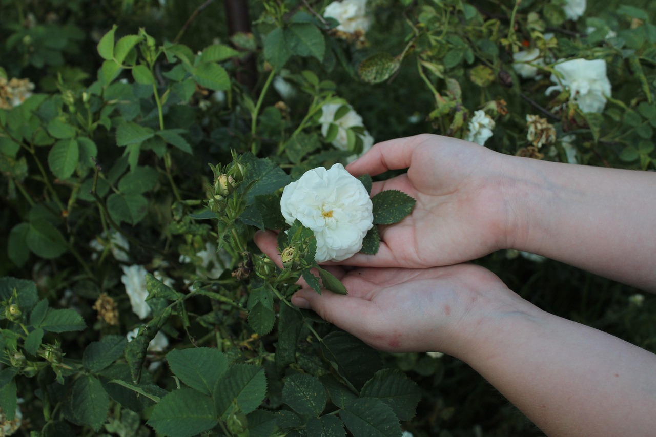 50,000+ Free Flower On Hand & Hand Images - Pixabay