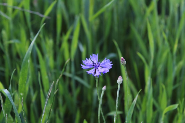Free Meadow Nature photo and picture