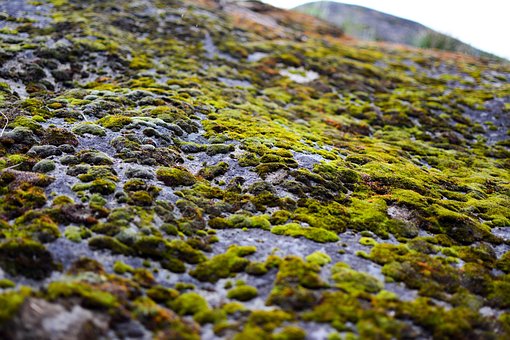 Moos, Felsen, Stein, Natur, Draussen