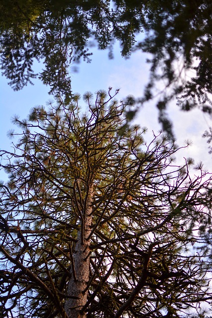 Baum, Natur, Wald, Pflanze, Grün, Himmel