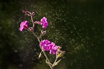 red campion, heath orchid, blossom