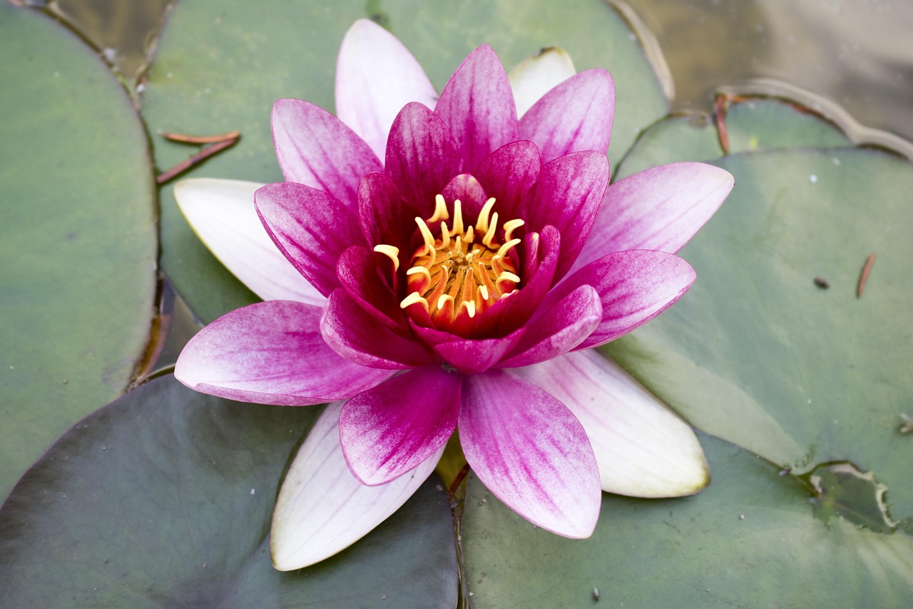 Water Lily Pink Aquatic Plant Free photo on Pixabay Pixabay