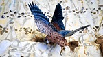 bird, hawk, beak