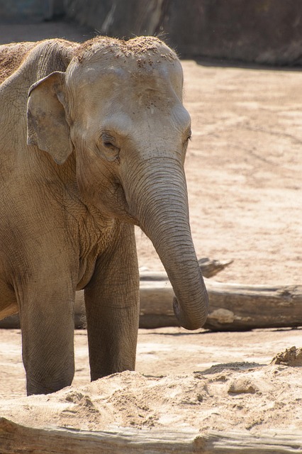 Free Elephant Zoo photo and picture