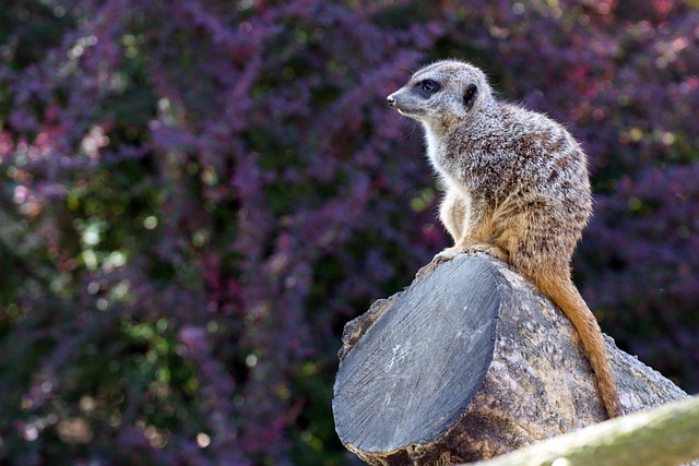 Free Meerkat Purple photo and picture