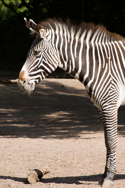 Free Zebra Black photo and picture
