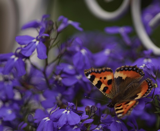 Free Butterfly Flower photo and picture