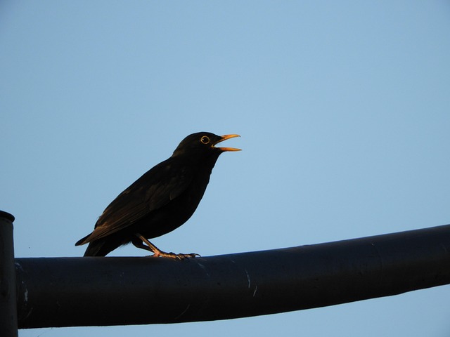 Free Bird City photo and picture