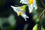potato, potato blossom, crop