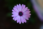 flower, green, plant