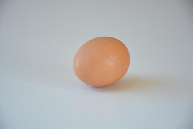 Free Egg Chicken Egg photo and picture