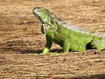 iguana, animal, tr