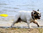 dog, beach, most beach