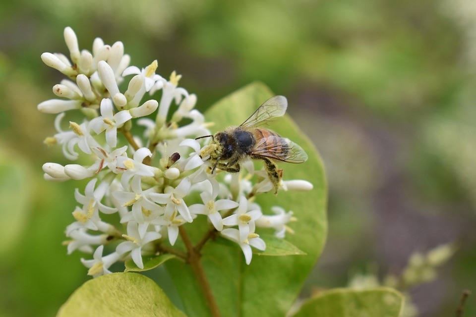 Honeysuckle Bee Honeybee - Free photo on Pixabay - Pixabay