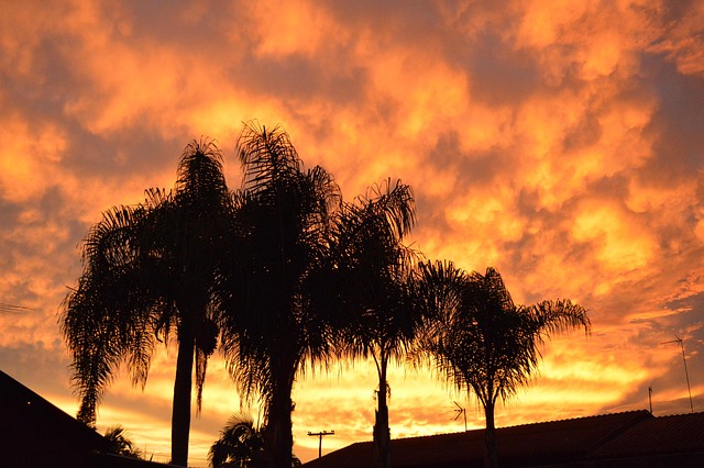 Himmel, Orange, Bäume, Natur, Landschaft