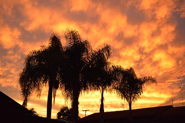 Himmel, Natur, Orange, Bäume, Landschaft