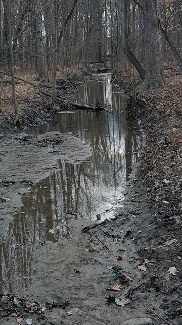 Free Creek Woods photo and picture