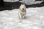 husky, dog, canine