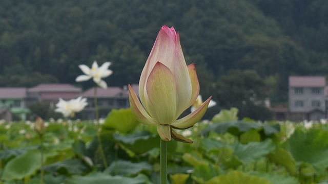 Free Lotus Pond photo and picture