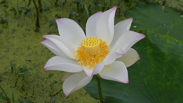 Free Lotus Pond photo and picture