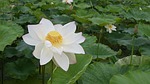 lotus, pond, country