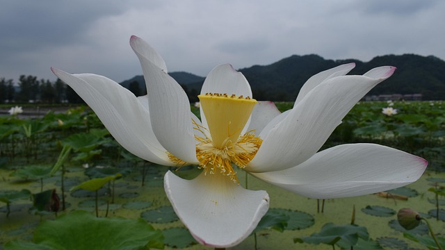 Free Lotus Pond photo and picture
