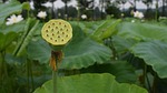 lotus disc, pond, country