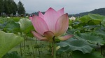 lotus, pond, country