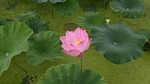 lotus, pond, country