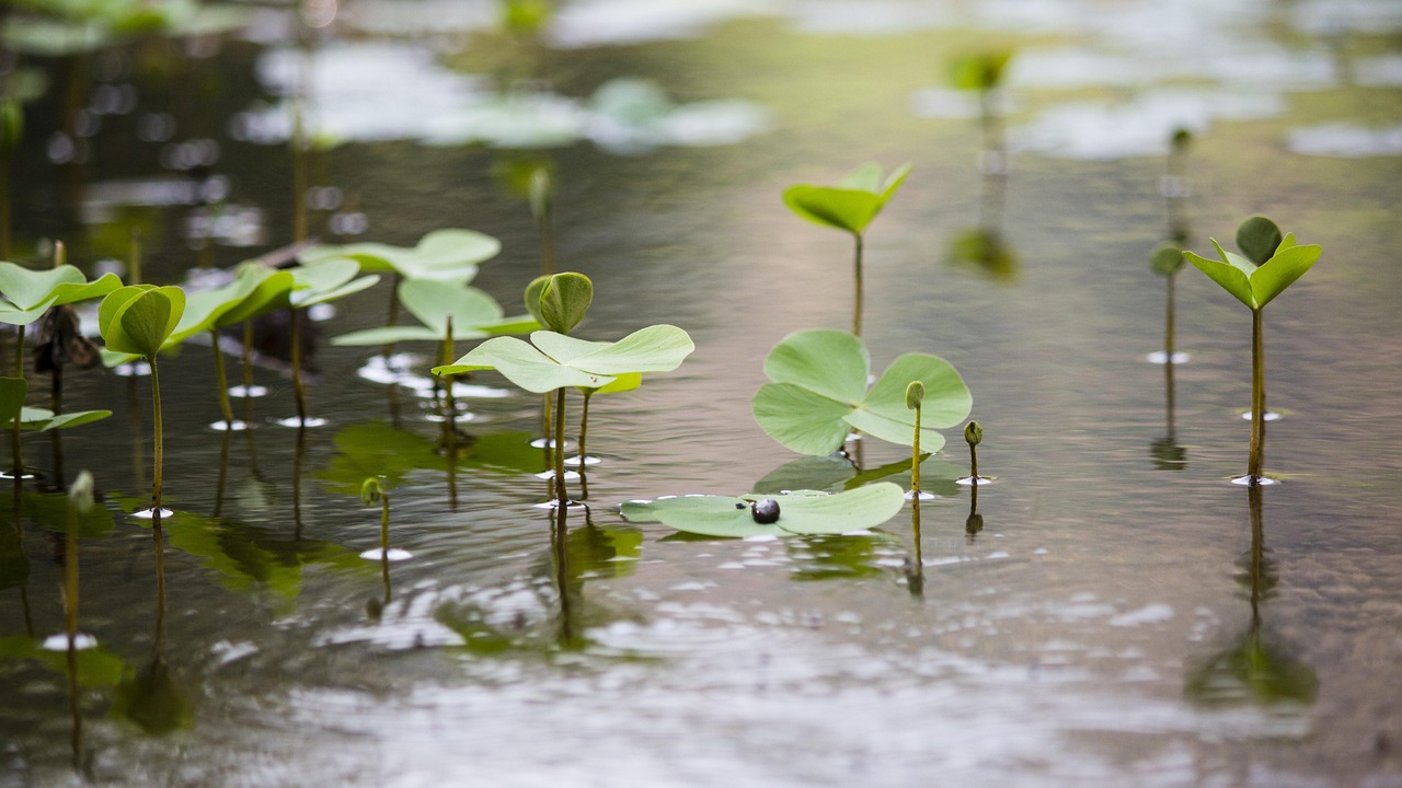 nature-2422166_1280.jpg