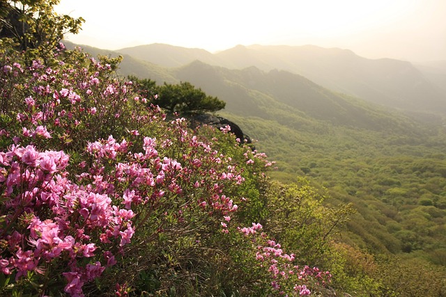Free Hong Hong Emeishan Azalea photo and picture