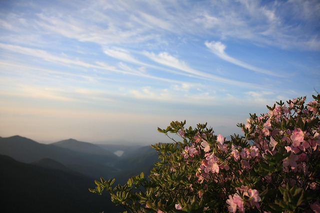 Free Sobaeksan Azalea photo and picture