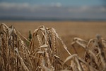feld, weizen, acker