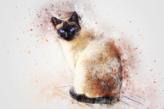 Gato, Siamés, Animal, Naturaleza, Arte