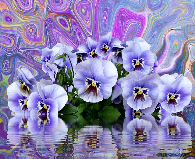Free spring pansy flower illustration