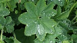 frauenmantel, dew, leaves
