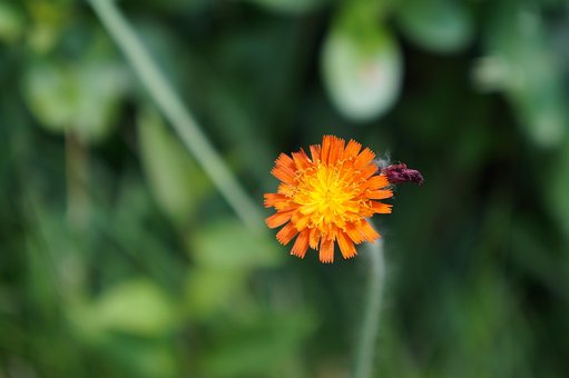 Blüte, Schöne Blumen, Blume