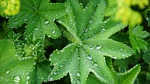 frauenmantel, dew, green