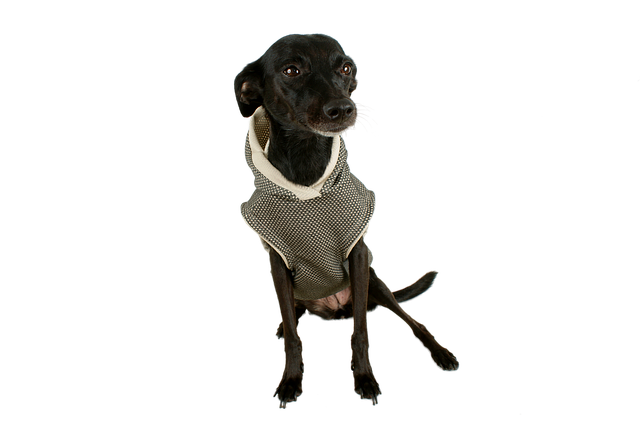 Free dog black dog pet illustration