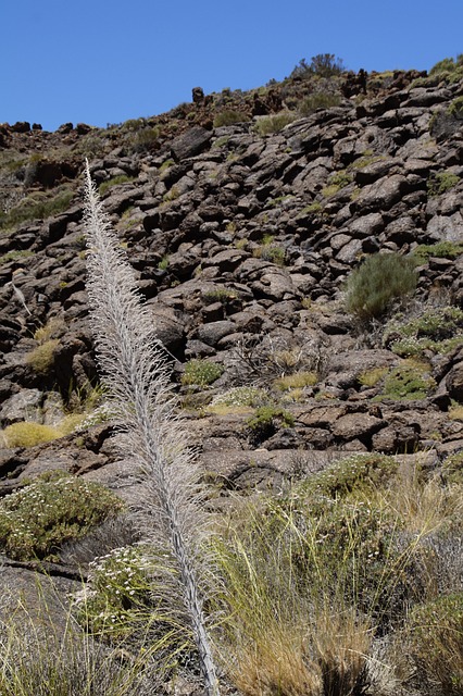 Free Teide National Park National Park photo and picture