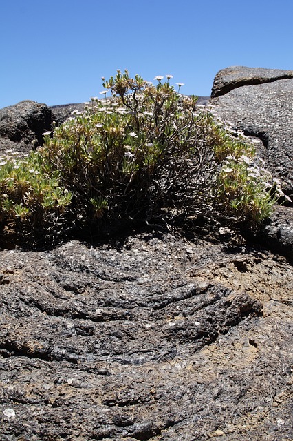 Free Teide National Park National Park photo and picture