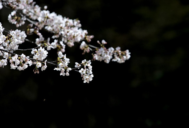 Free Cherry Flowers White Flower photo and picture