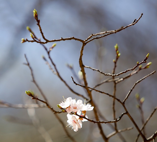 Free Cherry Flowers White Flower photo and picture