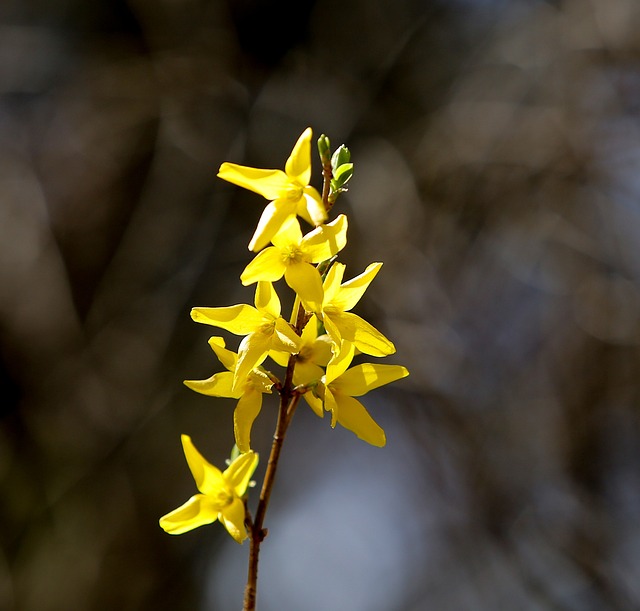 Free Forsythia Flower Yellow Flower photo and picture