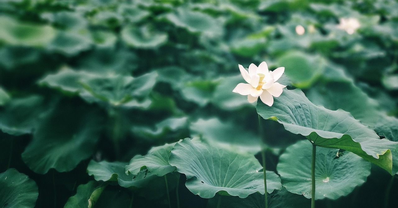 Lotus Leaf - free online jigsaw puzzle photo