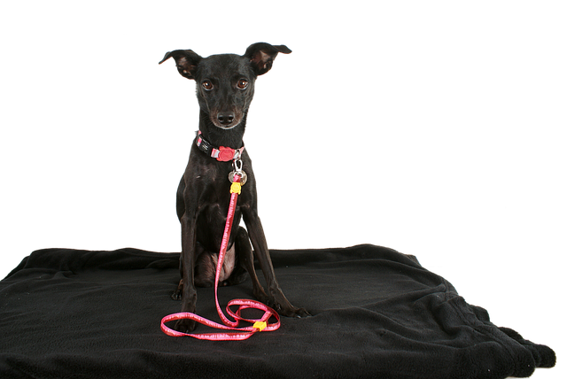 Free dog black dog pet illustration
