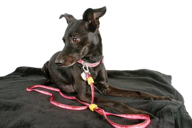 Free dog black dog pet illustration