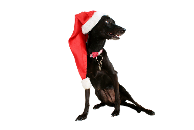 Free dog nature black dog illustration