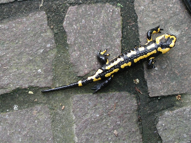 Free Nature Fire Salamander photo and picture