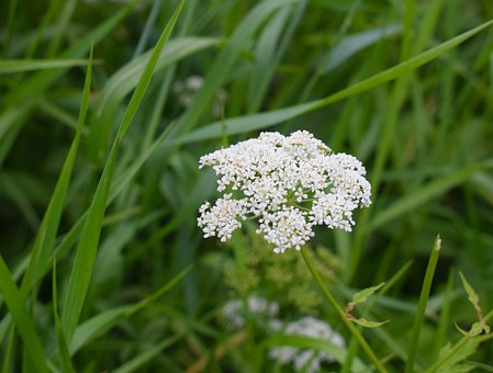 Free Grass Wildflowers photo and picture